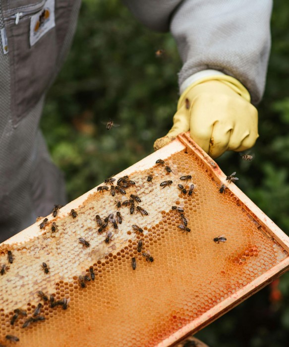 عسل ممتاز مع الشهد